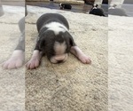 Small Photo #8 Boston Terrier Puppy For Sale in FREDONIA, KS, USA