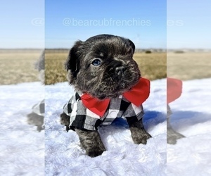 French Bulldog Puppy for sale in FRANKLIN, IN, USA