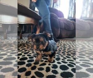 Yorkshire Terrier Puppy for sale in WEST CHESTER, OH, USA