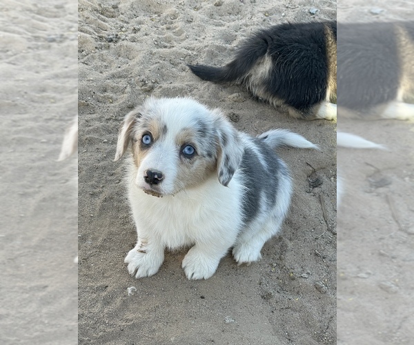 Medium Photo #2 American Corgi Puppy For Sale in SANDY VALLEY, NV, USA