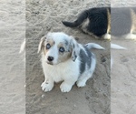 Small #1 American Corgi