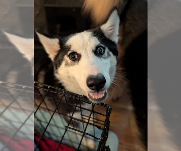 Medium Photo #9 Siberian Husky Puppy For Sale in Holly Springs, NC, USA