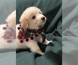 Australian Retriever Dogs for adoption in Dallas, TX, USA