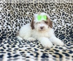 Small #4 Poodle (Miniature)