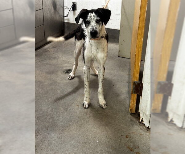 Medium Photo #1 Pointer-Unknown Mix Puppy For Sale in Forestville, MD, USA