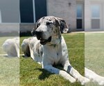 Small #4 Great Dane
