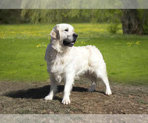 Father of the English Cream Golden Retriever puppies born on 06/03/2023