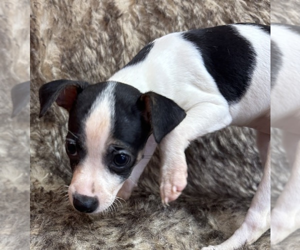 Medium Photo #9 Rat Terrier Puppy For Sale in WHITAKERS, NC, USA