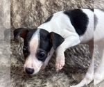 Small #8 Rat Terrier