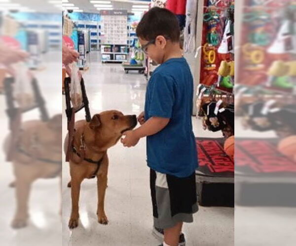 Medium Photo #2 Labrador Retriever-Unknown Mix Puppy For Sale in San Antonio, TX, USA