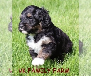 Bernedoodle Puppy for sale in MARTINSVILLE, IN, USA