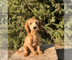 Goldendoodle (Miniature) Puppy for sale in MIDDLEBURY, IN, USA