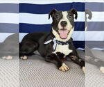 Small Border Collie Mix