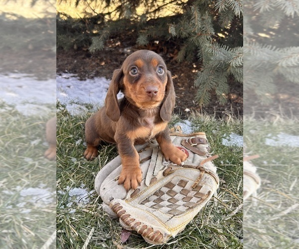 Medium Photo #2 Dachshund Puppy For Sale in MIDDLEBURY, IN, USA