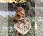 Small #1 Dachshund