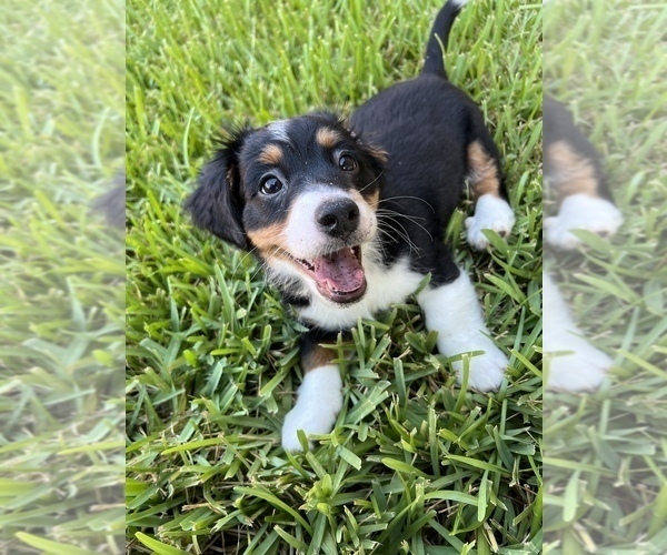 Medium Photo #1 Miniature Bernedoodle Puppy For Sale in PORT SAINT LUCIE, FL, USA