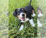 Small Photo #1 Miniature Bernedoodle Puppy For Sale in PORT SAINT LUCIE, FL, USA