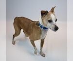 Small #2 Jack Russell Terrier Mix
