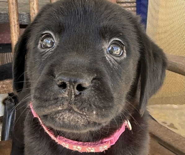 Medium Photo #8 Labrador Retriever Puppy For Sale in SPOTSYLVANIA, VA, USA