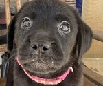 Small #7 Labrador Retriever