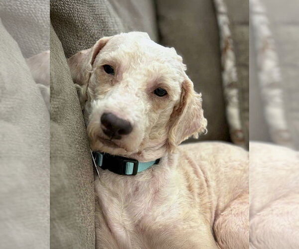 Medium Photo #3 Poodle (Miniature)-Unknown Mix Puppy For Sale in Corona, CA, USA