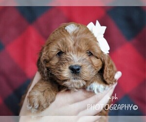 Cockapoo Puppy for sale in LIBERTY, KY, USA