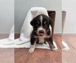 Puppy 1 Australian Shepherd