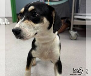 Sammy - Female Labrador Retriever-Unknown Mix Dog for Adoption - Photo #2