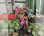 Small Dachshund
