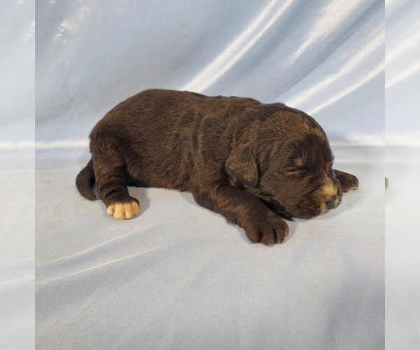 Medium Photo #5 Golden Mountain Dog Puppy For Sale in BLACK FOREST, CO, USA