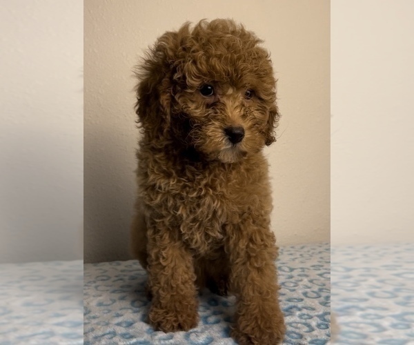 Medium Photo #2 Goldendoodle Puppy For Sale in FRANKLIN, IN, USA