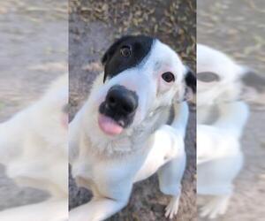 Dalmatian-Unknown Mix Dogs for adoption in Waco, TX, USA