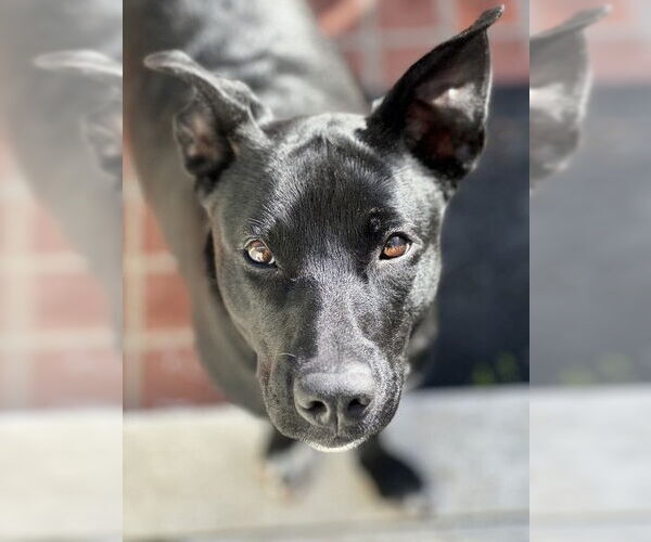 Medium Photo #1 Mutt Puppy For Sale in Chula Vista, CA, USA