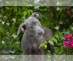 Small #6 American Pit Bull Terrier-German Shepherd Dog Mix