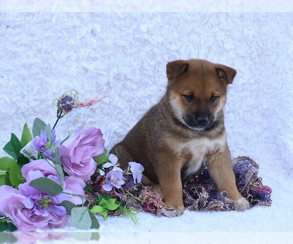 Medium Photo #4 Shiba Inu Puppy For Sale in LOYAL, WI, USA