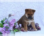 Small #3 Shiba Inu