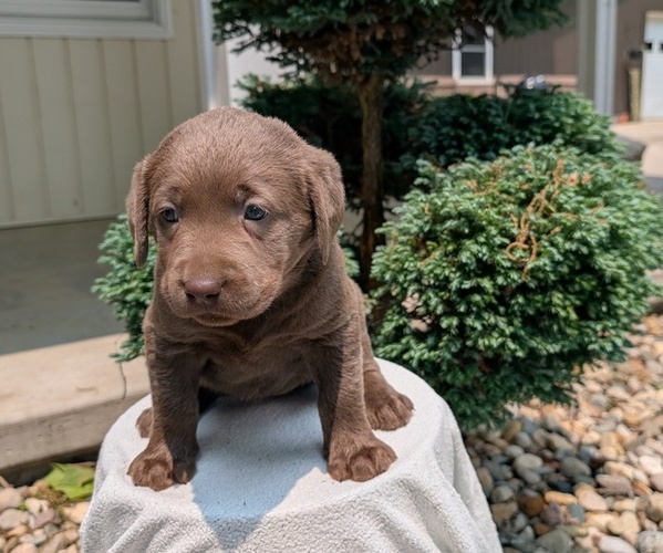 Medium Photo #6 Labrador Retriever Puppy For Sale in GOSHEN, IN, USA