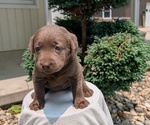 Small #5 Labrador Retriever