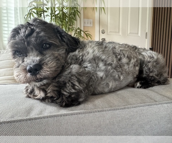 Medium Photo #1 ShihPoo Puppy For Sale in TACOMA, WA, USA