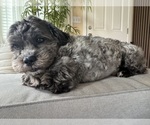 Small Photo #1 ShihPoo Puppy For Sale in TACOMA, WA, USA
