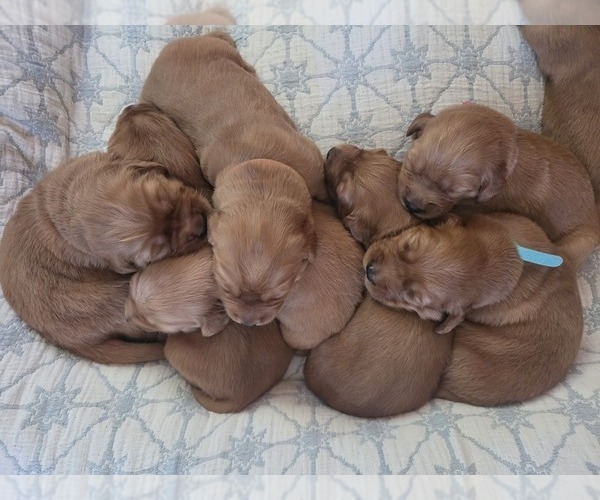 Medium Photo #9 Golden Irish-Golden Retriever Mix Puppy For Sale in EUREKA, IL, USA