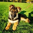 Small Photo #6 German Shepherd Dog Puppy For Sale in CASTLE ROCK, WA, USA
