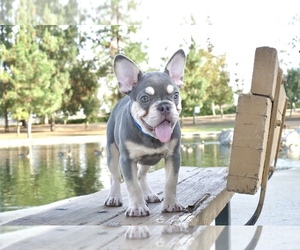 French Bulldog Puppy for sale in ONTARIO, CA, USA
