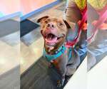 Small Photo #2 American Pit Bull Terrier-Unknown Mix Puppy For Sale in Georgetown, KY, USA