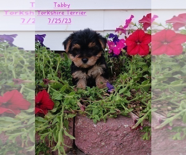 Medium Photo #1 Yorkshire Terrier Puppy For Sale in TOPEKA, IN, USA