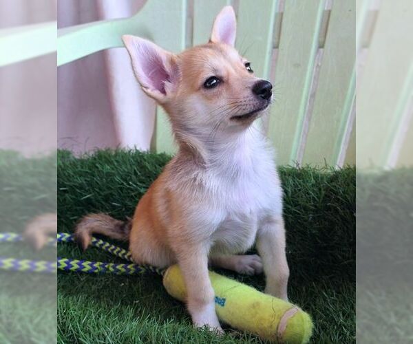 Medium Photo #5 Chiranian Puppy For Sale in Tustin, CA, USA