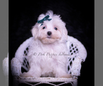 Small #4 Maltese