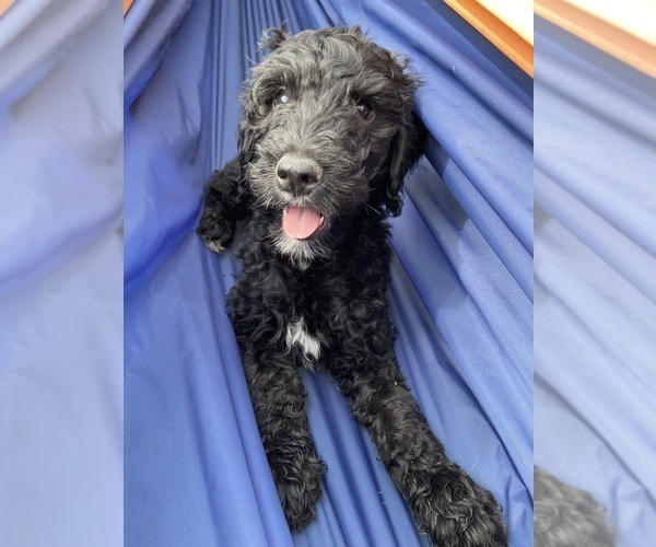 Medium Photo #2 Goldendoodle Puppy For Sale in CENTURIA, WI, USA