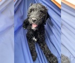 Small #1 Goldendoodle