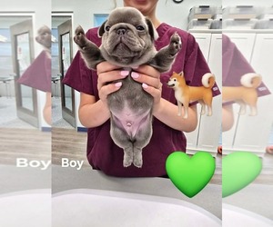 French Bulldog Puppy for sale in ROCK HILL, SC, USA